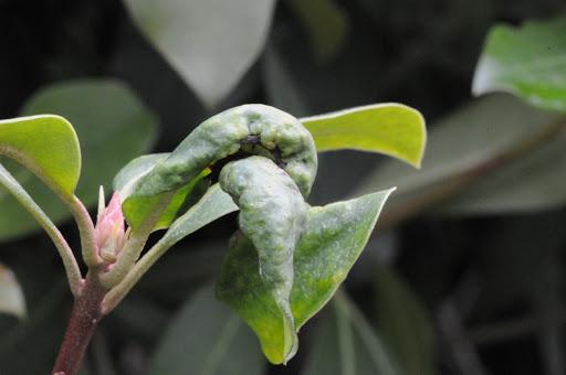 Gall Midge damage. Photo: Photo: M. Raupp, University of Maryland