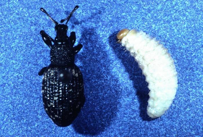 Black Vine Weevil (adult and larva). Photo: John Davidson, University of Maryland