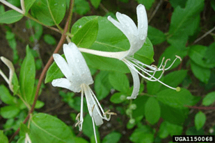 Japanese honeysuckle flowers. Photo by Chuck Bargeron, University of Georgia, bugwood.org