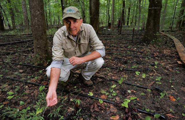 Pat Megonigal checks out plants among irrigation lines where scientists are studying the impacts of sea level rise on forests. Photo by Dave Harp, Bay Journal