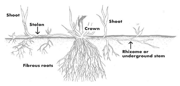 an illustration of how groundcovers spread by stolons - rhizomes and other structures