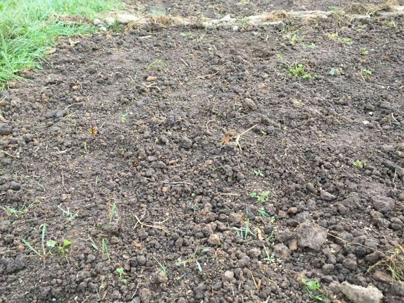 soil ready for new planting
