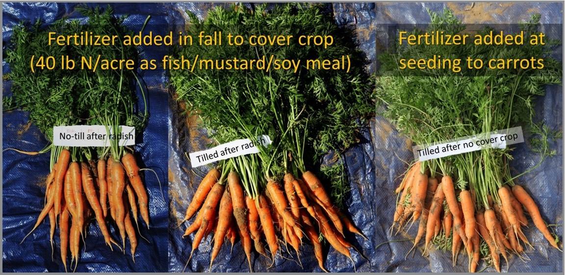  comparison of carrots being grown in sandy soil, no-till after rashih, and tilled after radish.