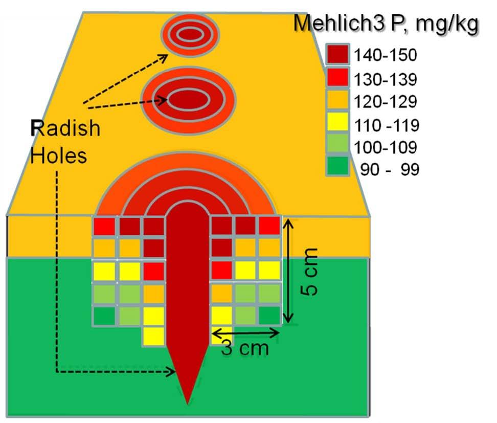 A diagram shows higher concentrations of Mehlich 3 extractable P in the immediate area around the forage radish taproot hole.