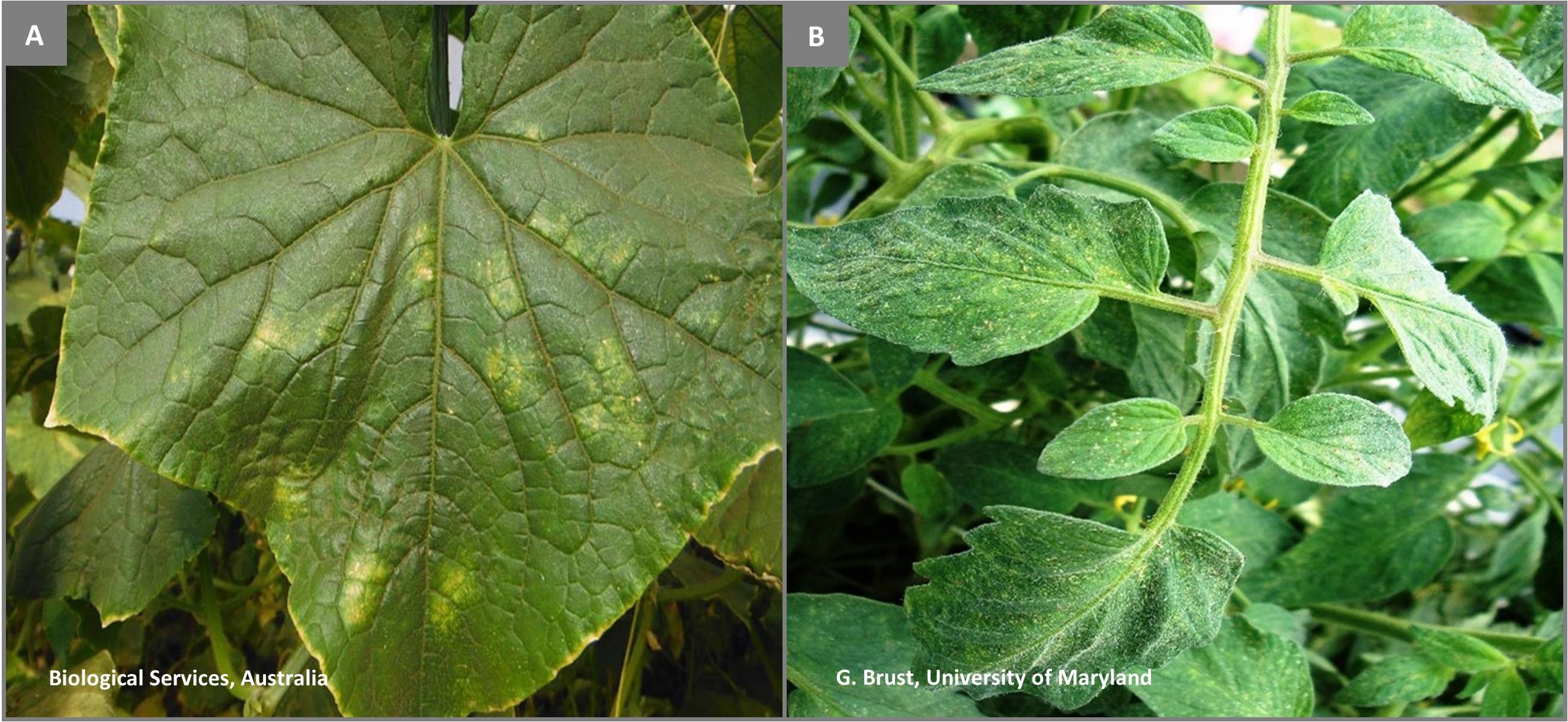 Two-spotted mite feeding damage on cucumber and tomato plants