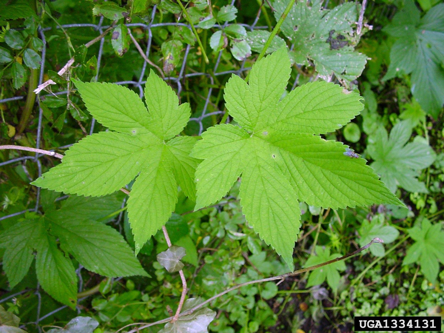 Japanese hop foliage. Photo by Chris Evans, University of Illinois, Bugwood.org 