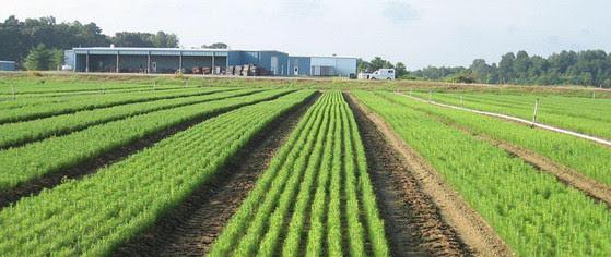 John S. Ayton State Tree Nursery, Maryland