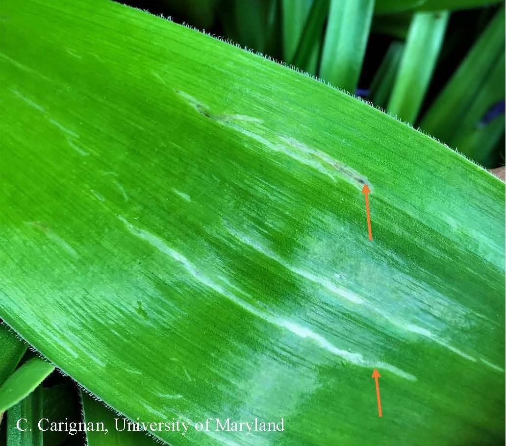 Allium leaf miner mines (arrows) on Allium plant