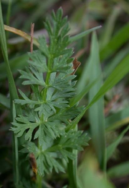 the leaves of a caraway plant