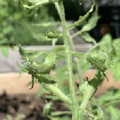 closeup of tomato leaves damaged from a herbicide