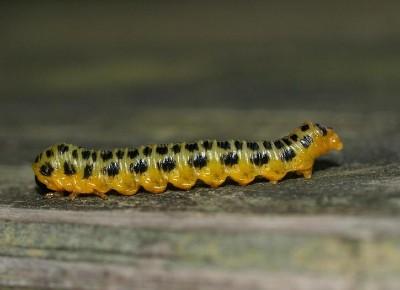 dogwood sawfly larva