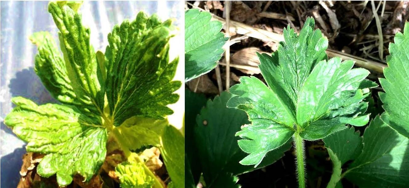 Heavy cyclamen mite feeding on left and lighter feeding on right