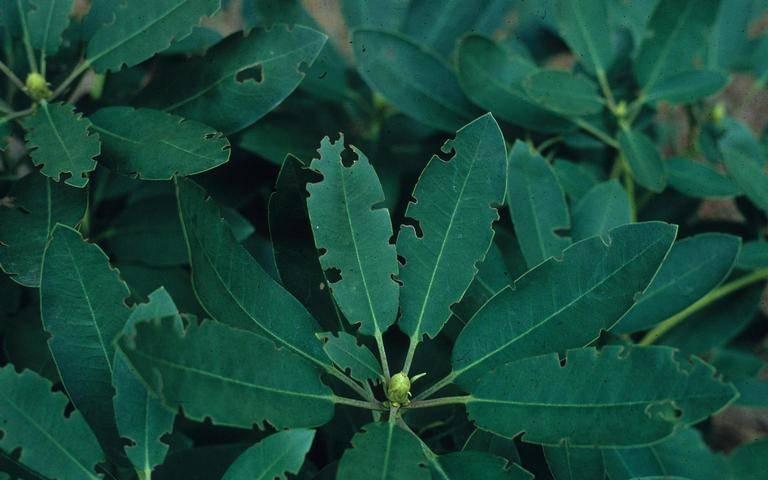 Black vine weevil feeding damage (leaf notching) to rhododendron.