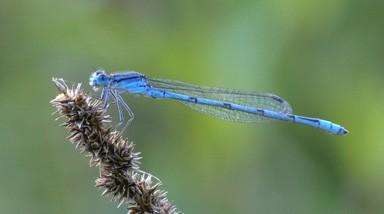 bluet damselfly