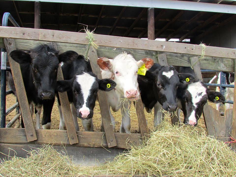 Pre-weaned calves