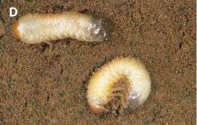 Fig 2D. White grubs, Jim Baker NC State University.