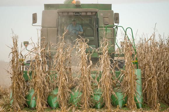 Combine harvesting grain