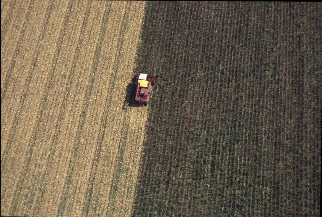 Corn Harvest, Photo: Edwin Remsberg