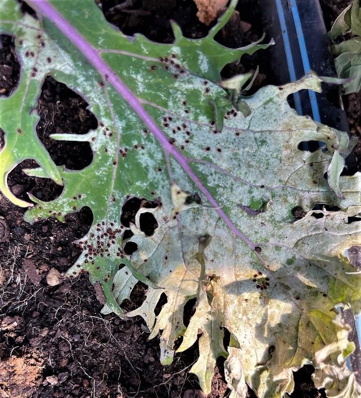 Winter mites on leaf