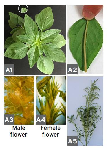 Palmer amaranth plant, leaf, and flowers