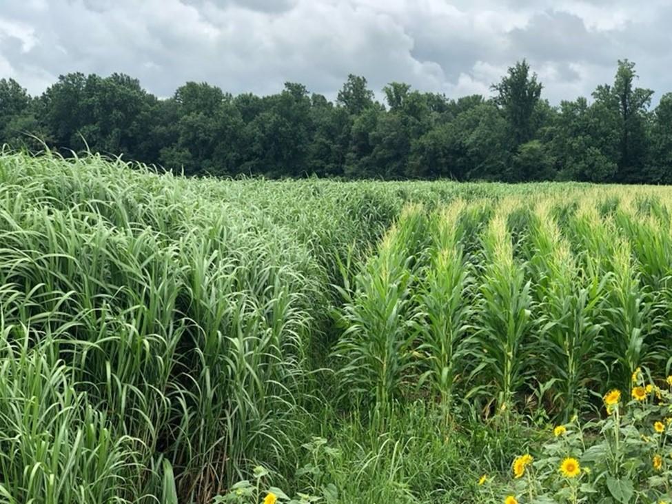 Miscanthus growing next to corn and sunflowers