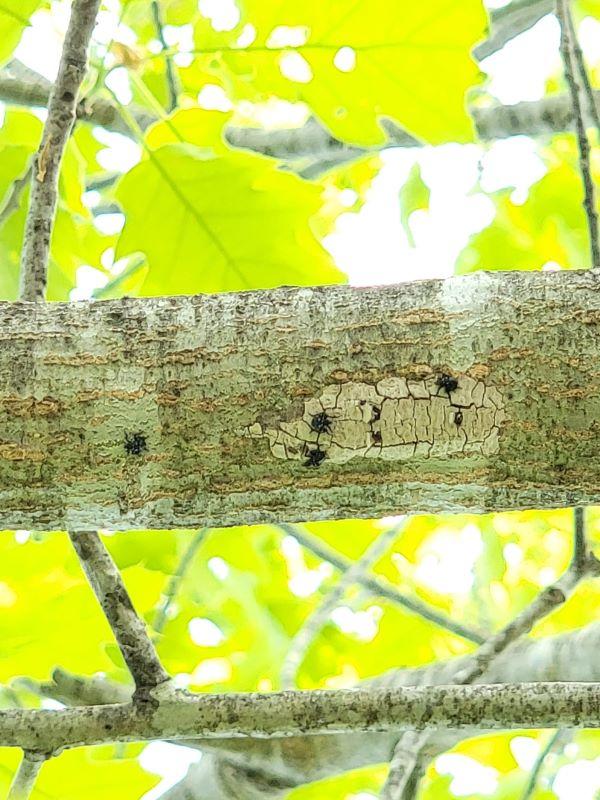 spotted lanternfly egg masses look like small patches of gray mud on a branch