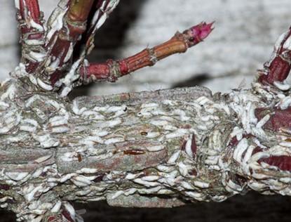 Japanese Maple Scale on tree branch