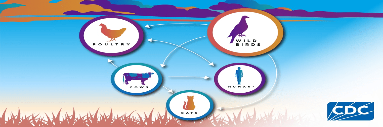 Infographic on avian influenza disease transmission diagram