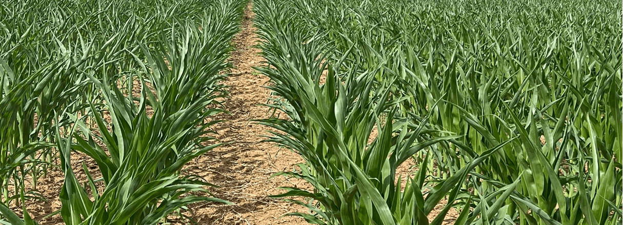 Corn rows in a field
