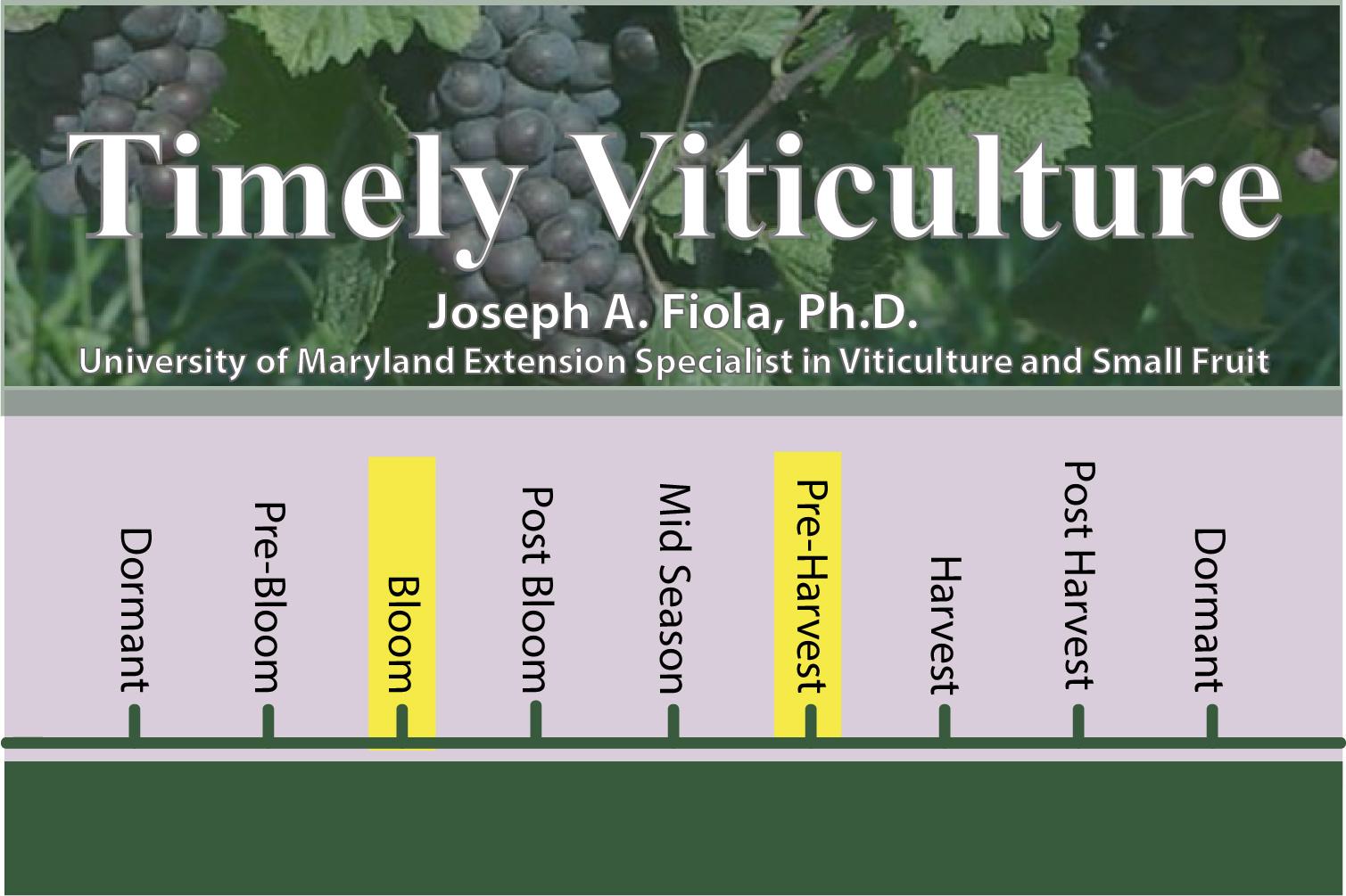 Timely Viticulture Timeline: Bloom and Pre-Harvest