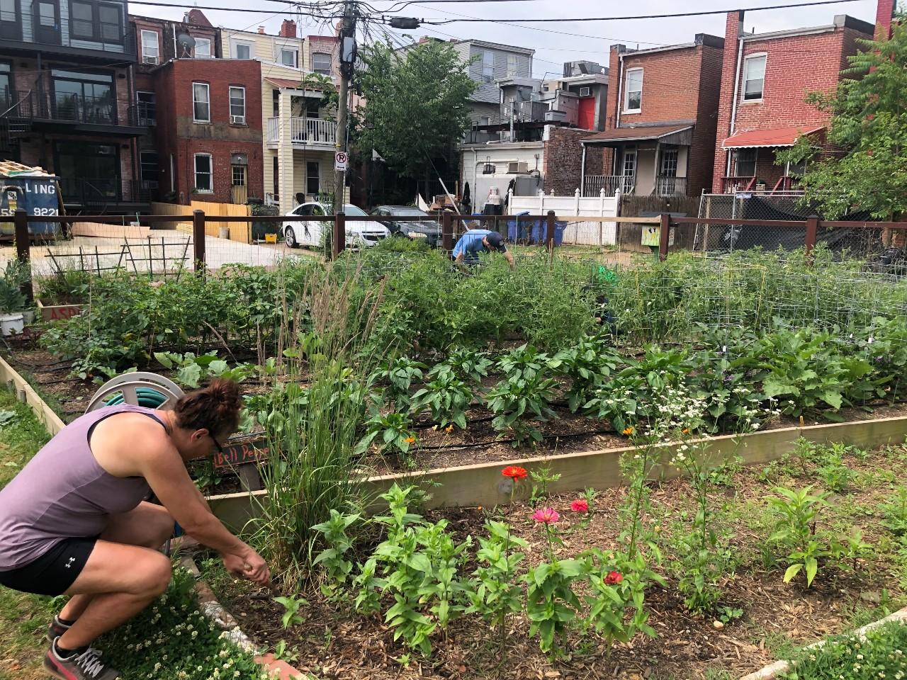 a gardener tending plants in an urban garden