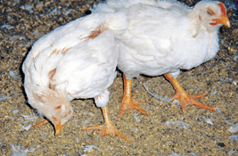 image of chicken infected by HPAI