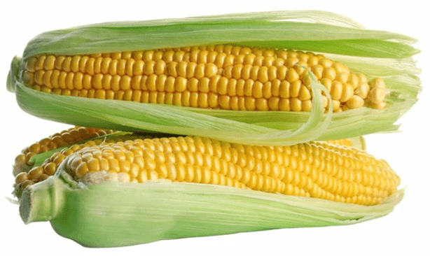 Sentinel Corn