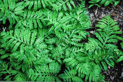 fronds of native sensitive ferns