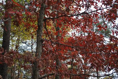 fall foliage of native white oak tree