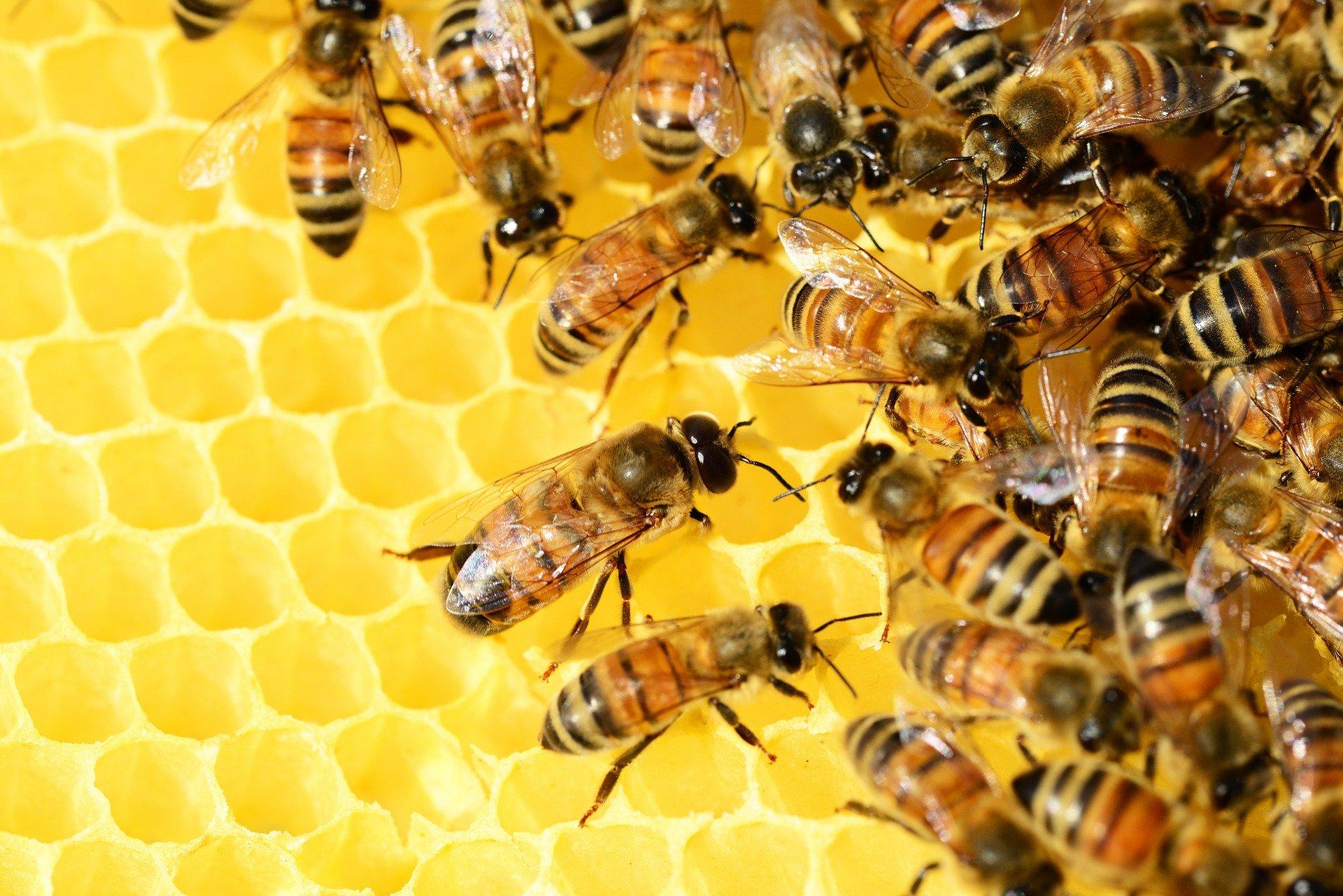 Honey Bee Enterprise  University of Maryland Extension