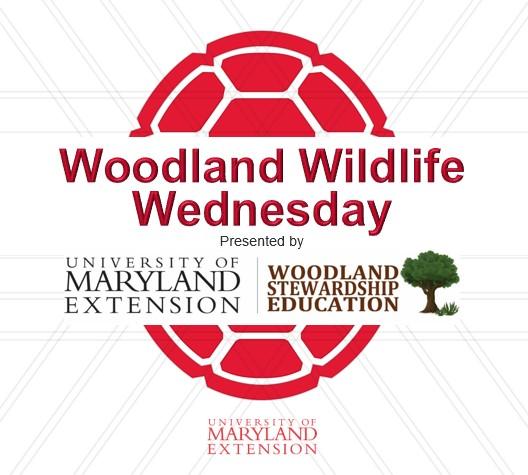 Woodland Wildlife Wednesday webinars logo