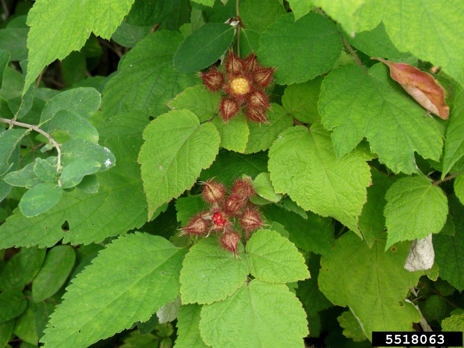 invasive wineberry shrub showing foliage and red berries