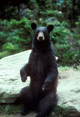 Black Bears