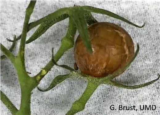 Damaged and aborted cherry tomato fruit  due to broad mite feeding