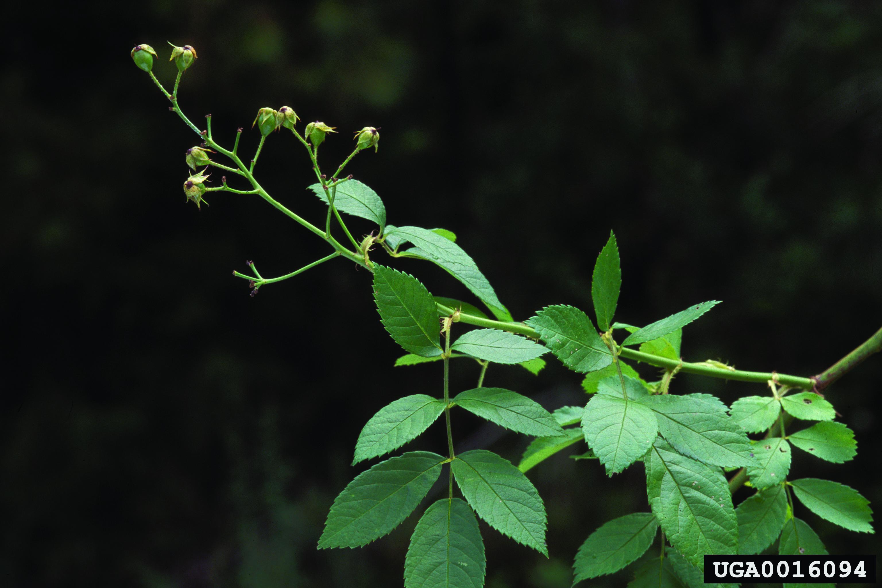 Multiflora Rose