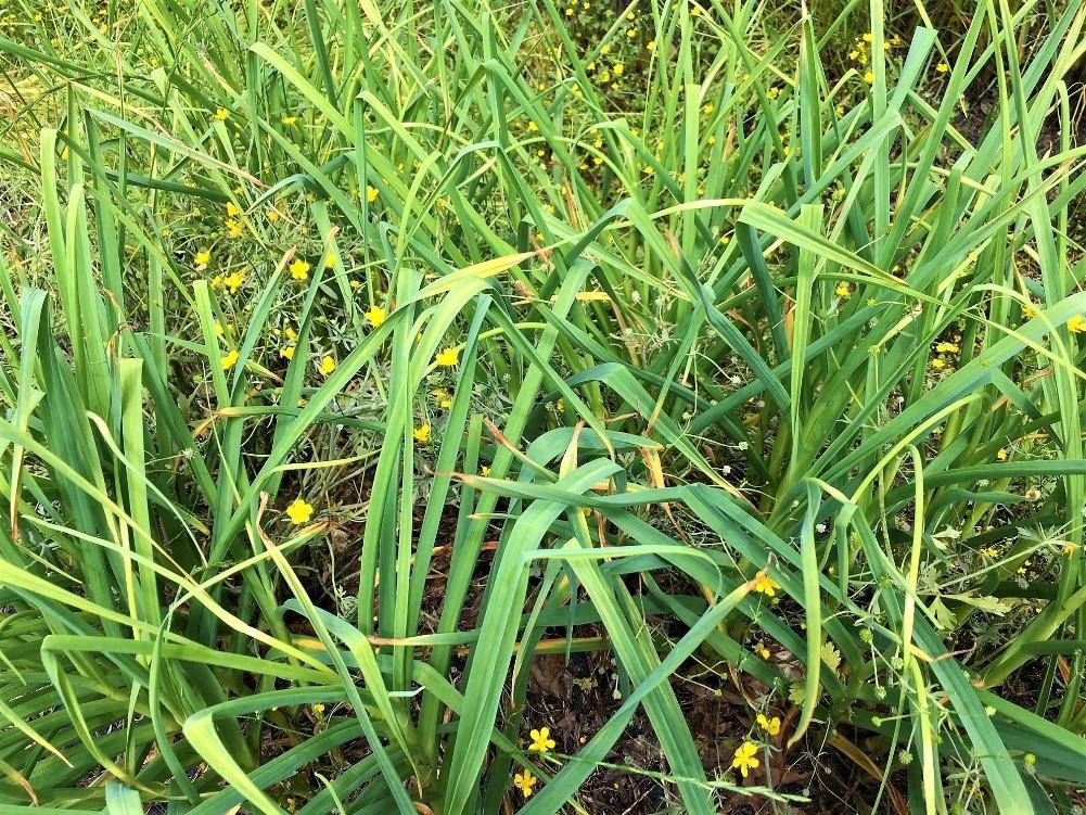 Garlic plants with early signs of root/bulb problems