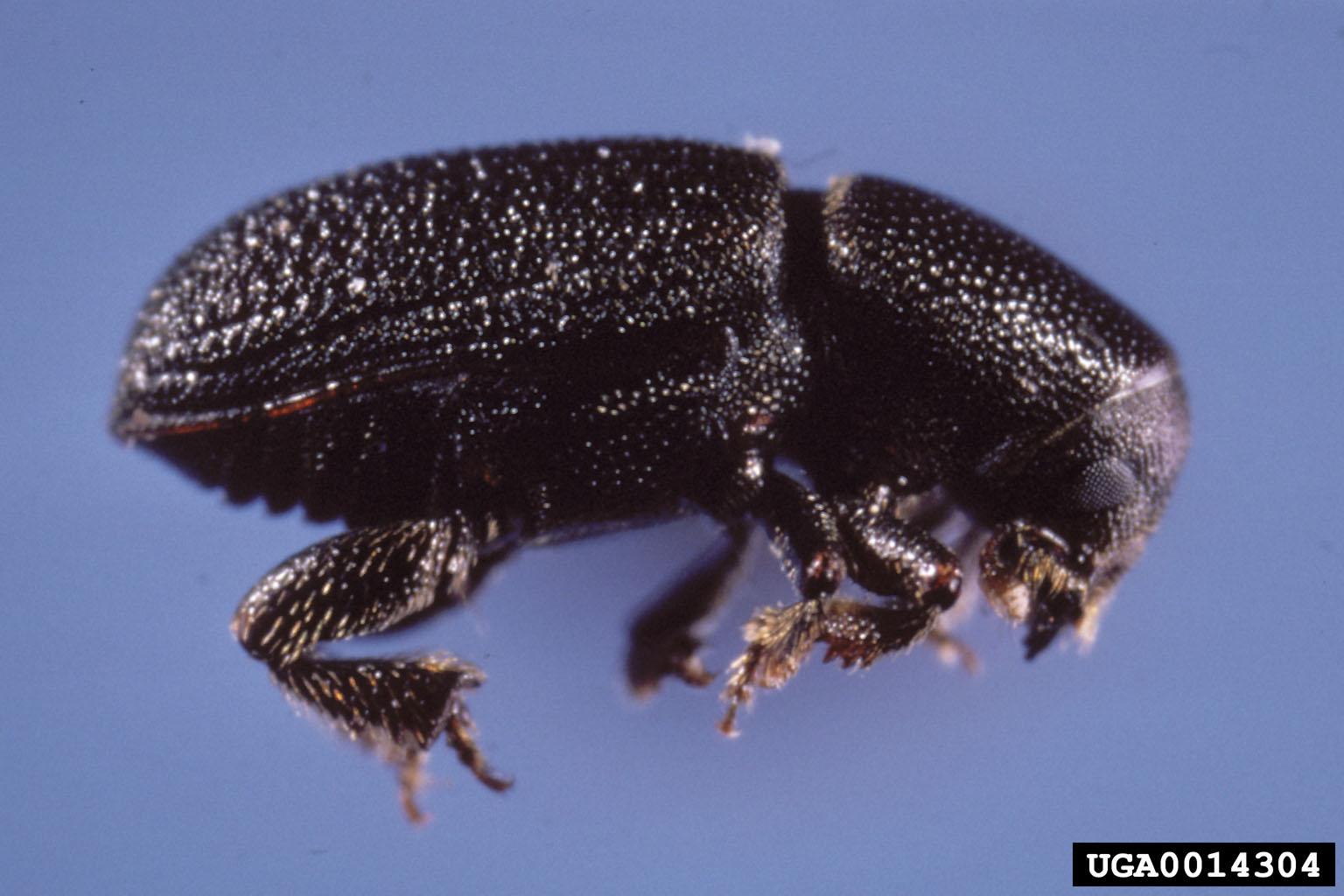 bark beetle