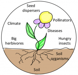diagram of co-evolution
