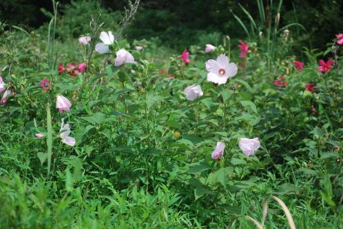 native hibiscus flowers in a field