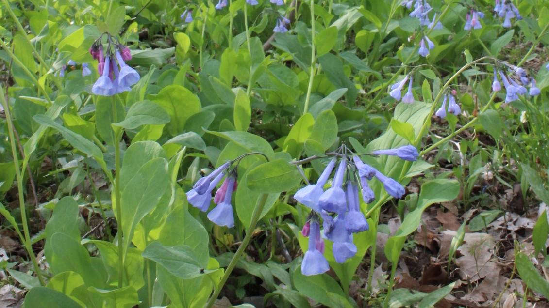 virginia bluebells flowering