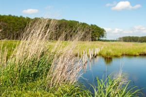 Bay-Wise, Erosion Control, and Rain Garden