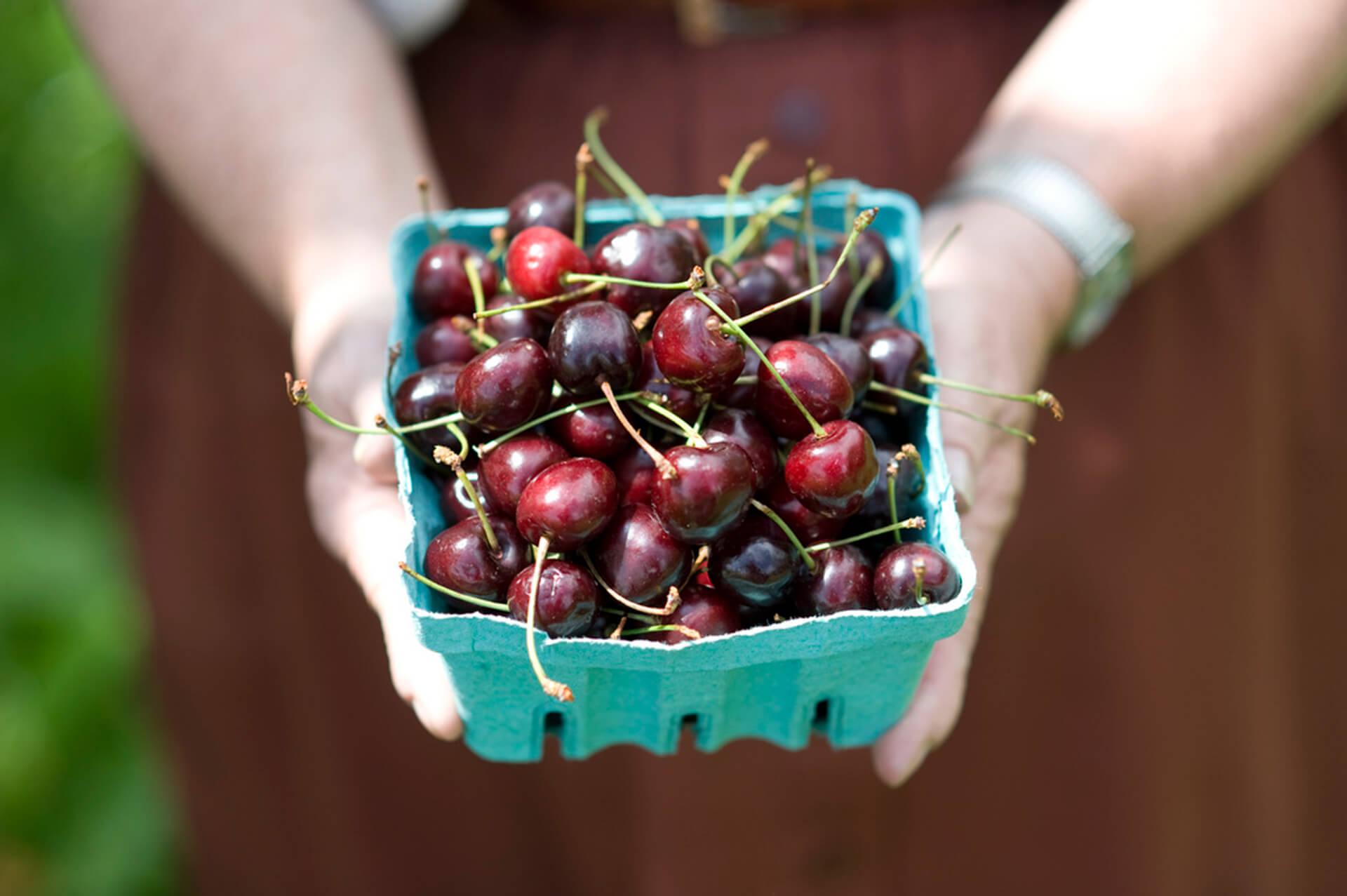 Hands outstretched holding blue basket full of sour cherries