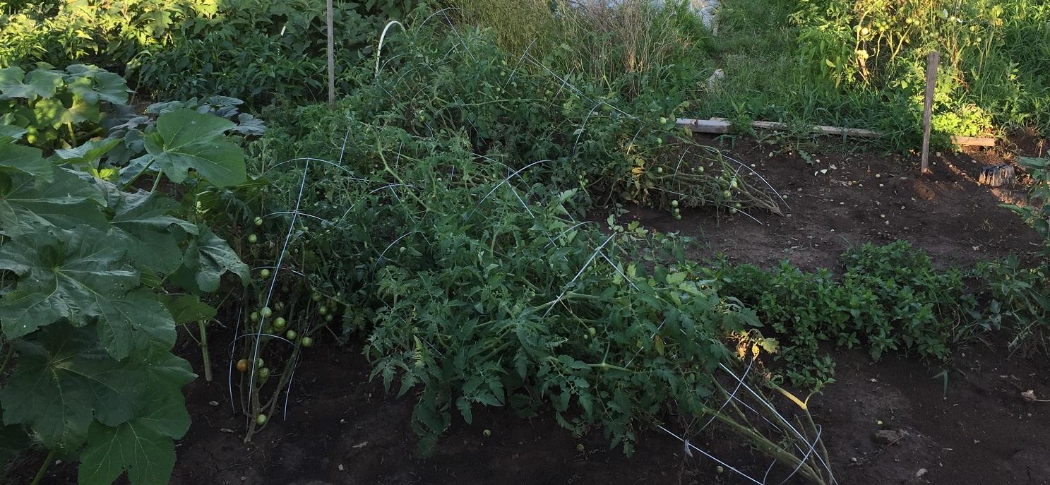 tomato plants in cages have fallen over