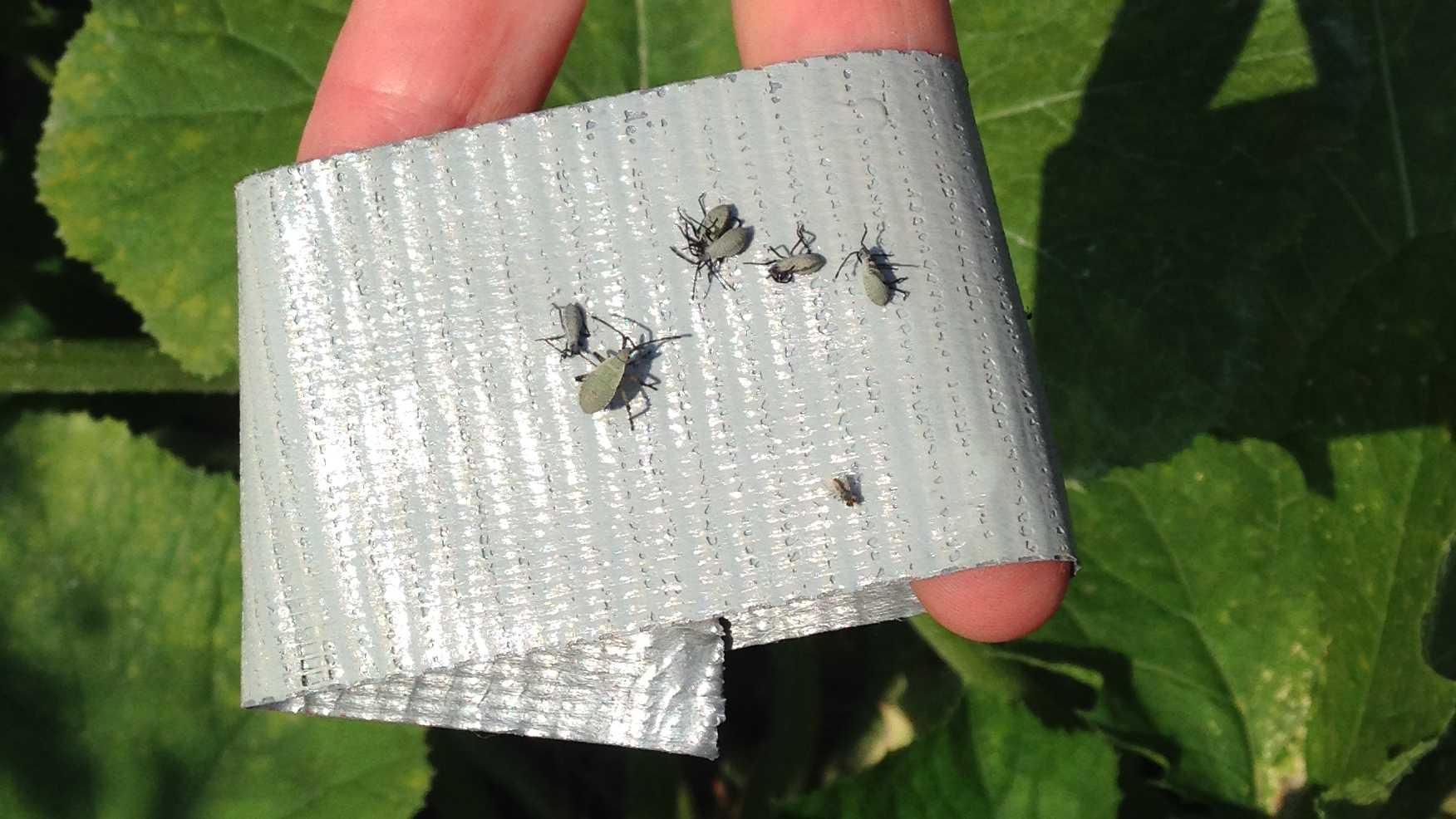 Duct tape used to remove squash bug nymphs 